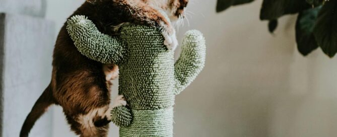 Miau…¿por qué a los madrileños nos llaman gatos?